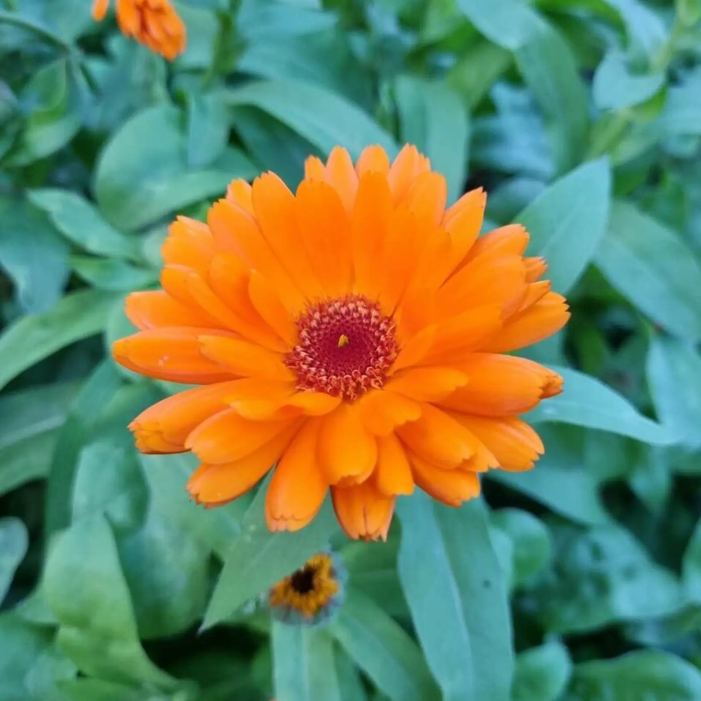 Estratto Glicerico di Calendula italiana senza pesticidi, in Glicerina vegetale