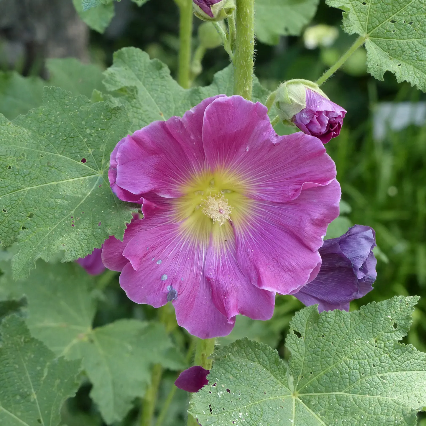 Estratto Glicerico di Malva italiana senza pesticidi, in Glicerina vegetale