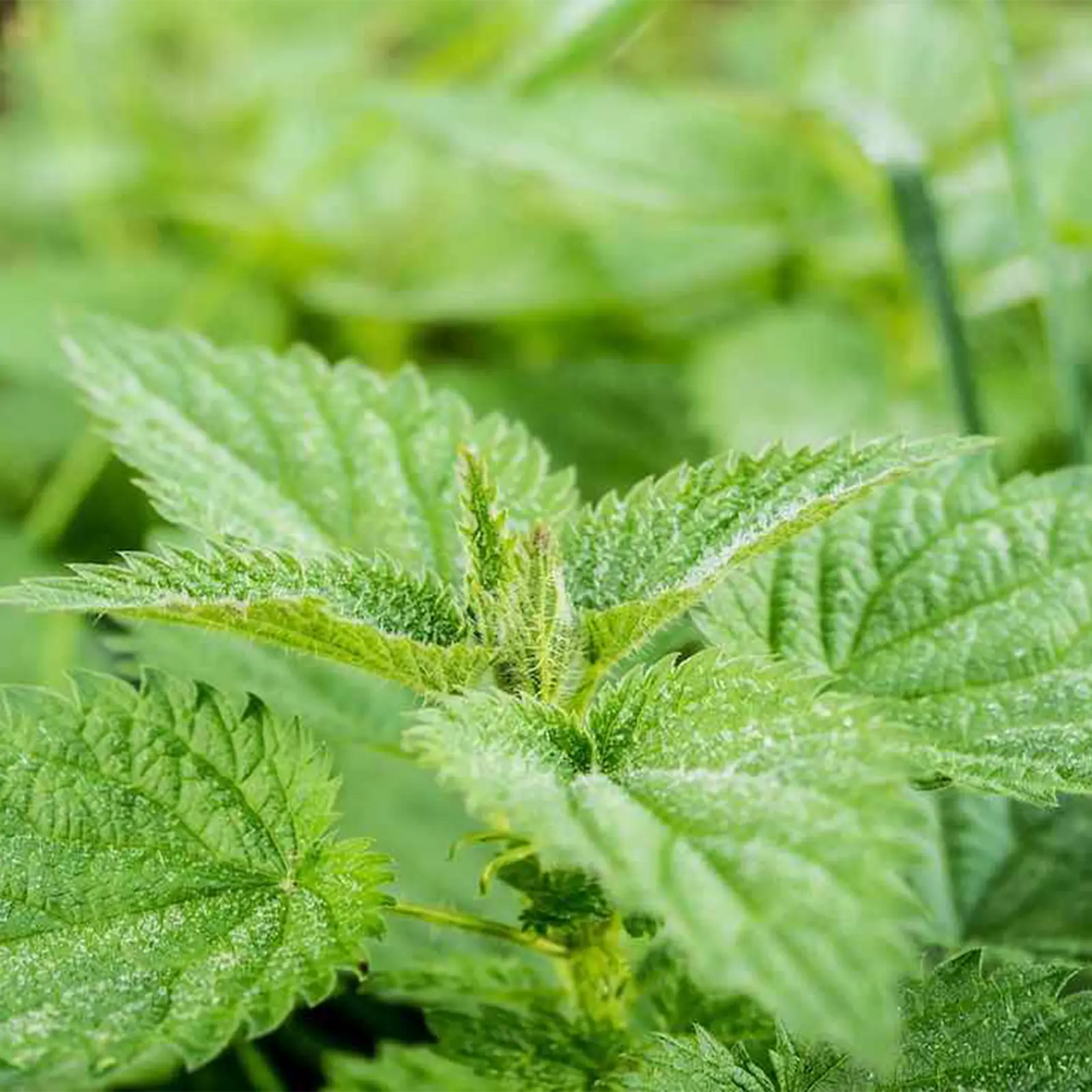 Estratto Glicerico di Ortica senza pesticidi, in Glicerina vegetale, Bosnia
