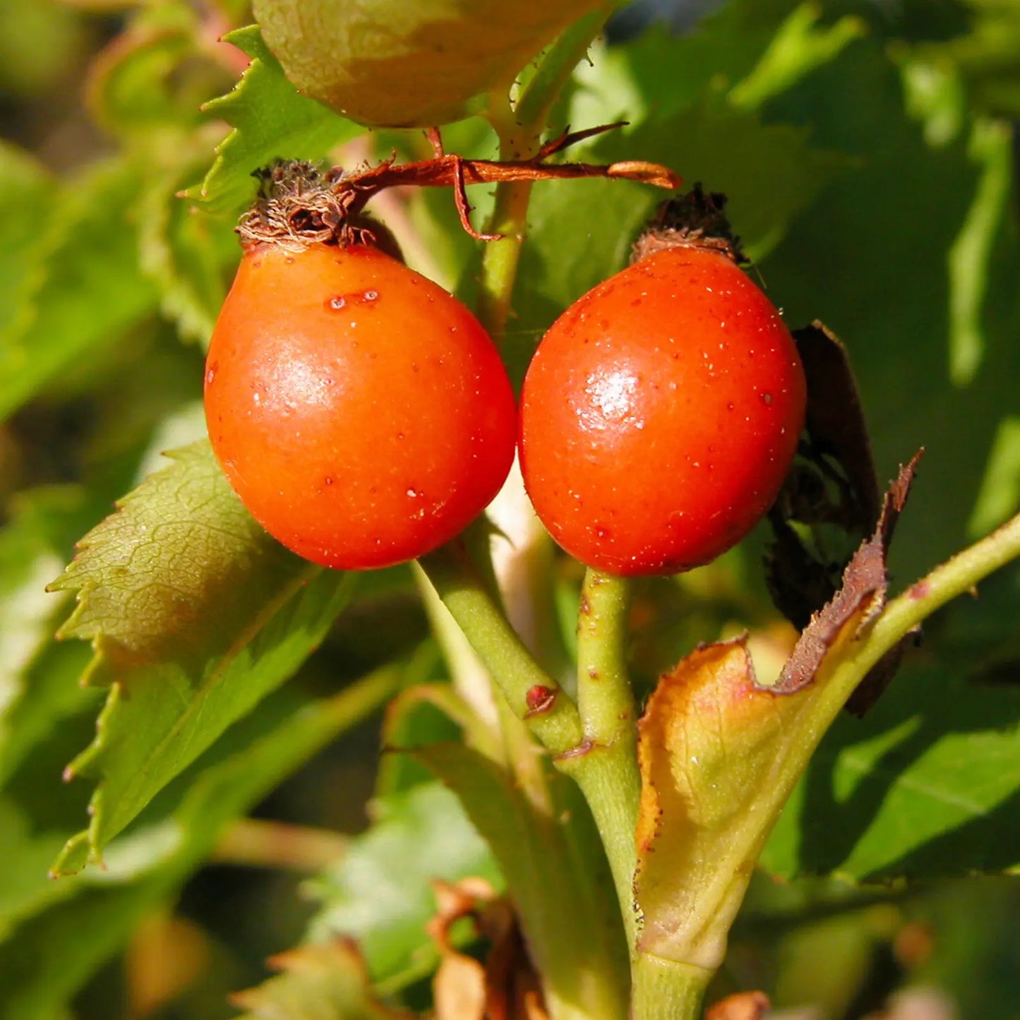 Estratto Glicerico di Rosa Canina senza pesticidi, in Glicerina vegetale, Serbia
