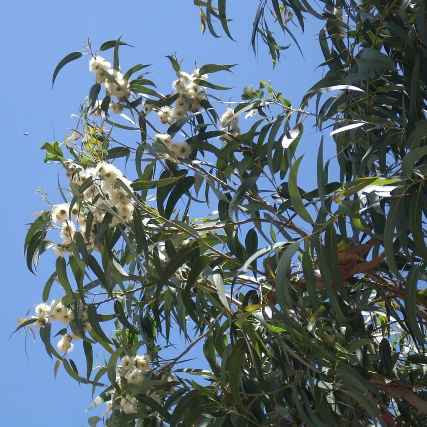 Olio Essenziale di Eucalipto Globulus senza pesticidi, Italia