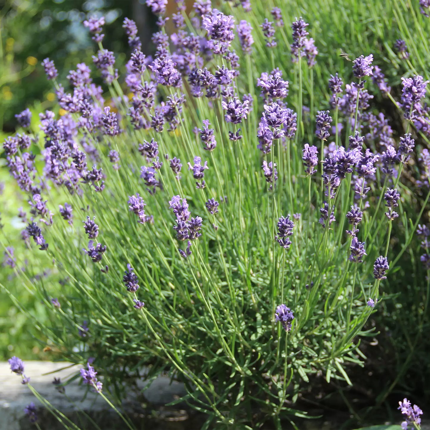 Olio Essenziale di Lavanda Vera da Monti Liguri, senza pesticidi