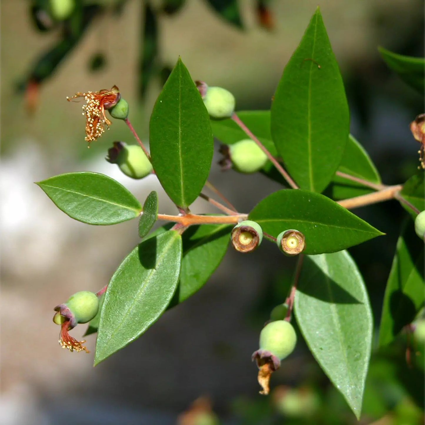 Olio Essenziale di Mirto da raccolta spontanea, Corsica
