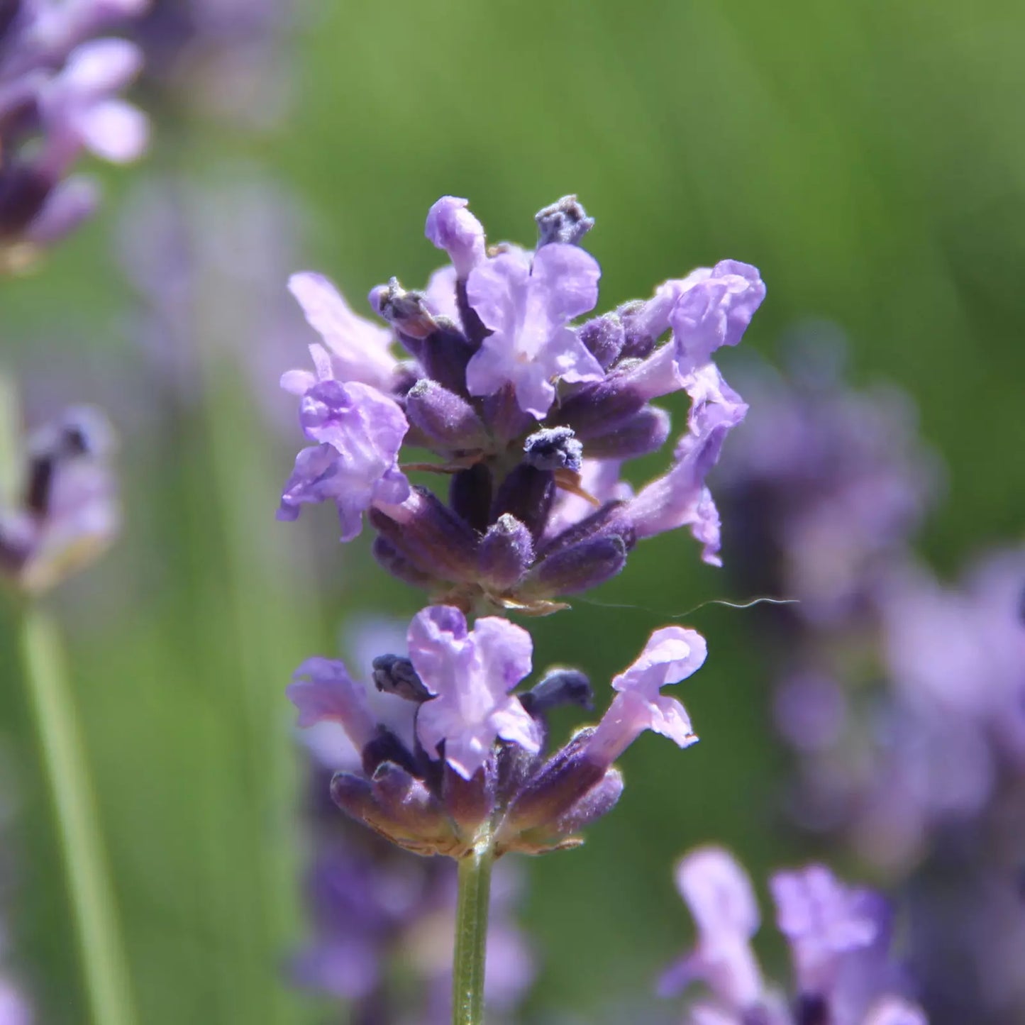 Oleolito di Lavanda artigianale italiana, senza pesticidi