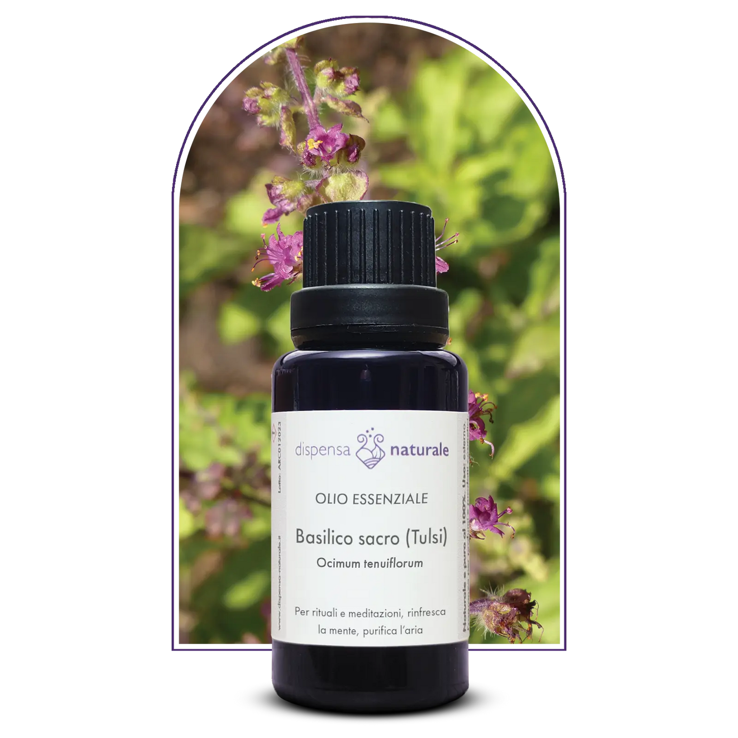 Olio Essenziale di Basilico indiano (Tulsi), artigianale e senza pesticidi