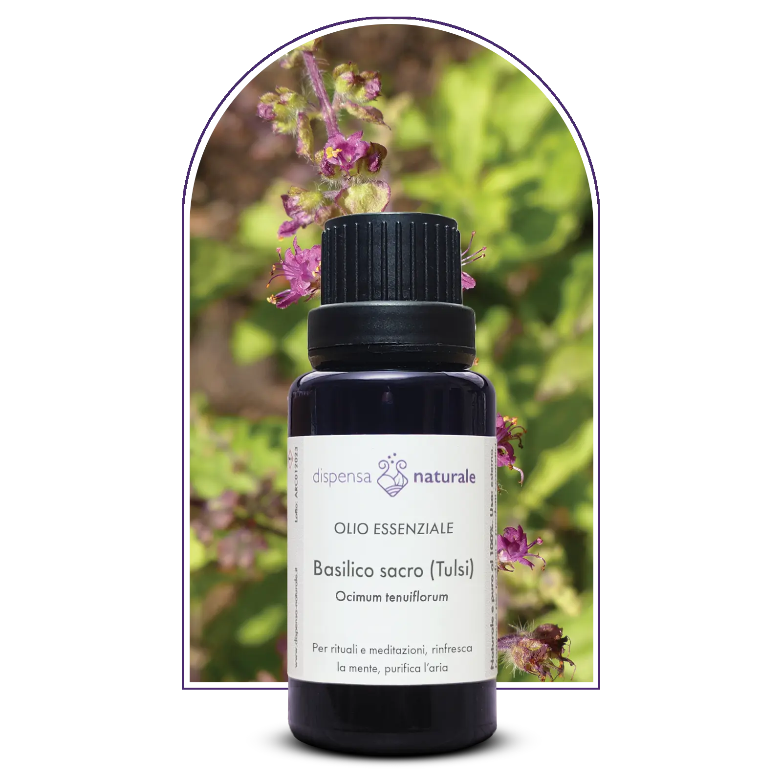 Olio Essenziale di Basilico indiano (Tulsi), artigianale e senza pesticidi