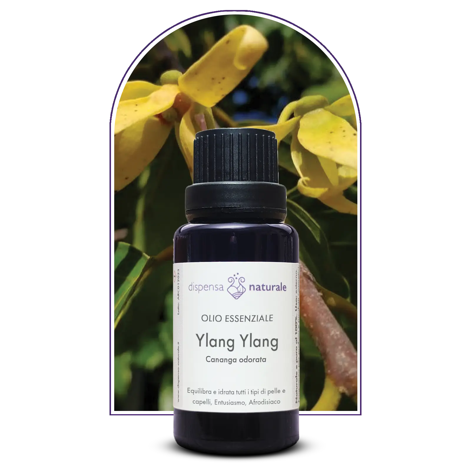 Olio Essenziale di Ylang-ylang Completo, artigianale e senza pesticidi, Madagascar