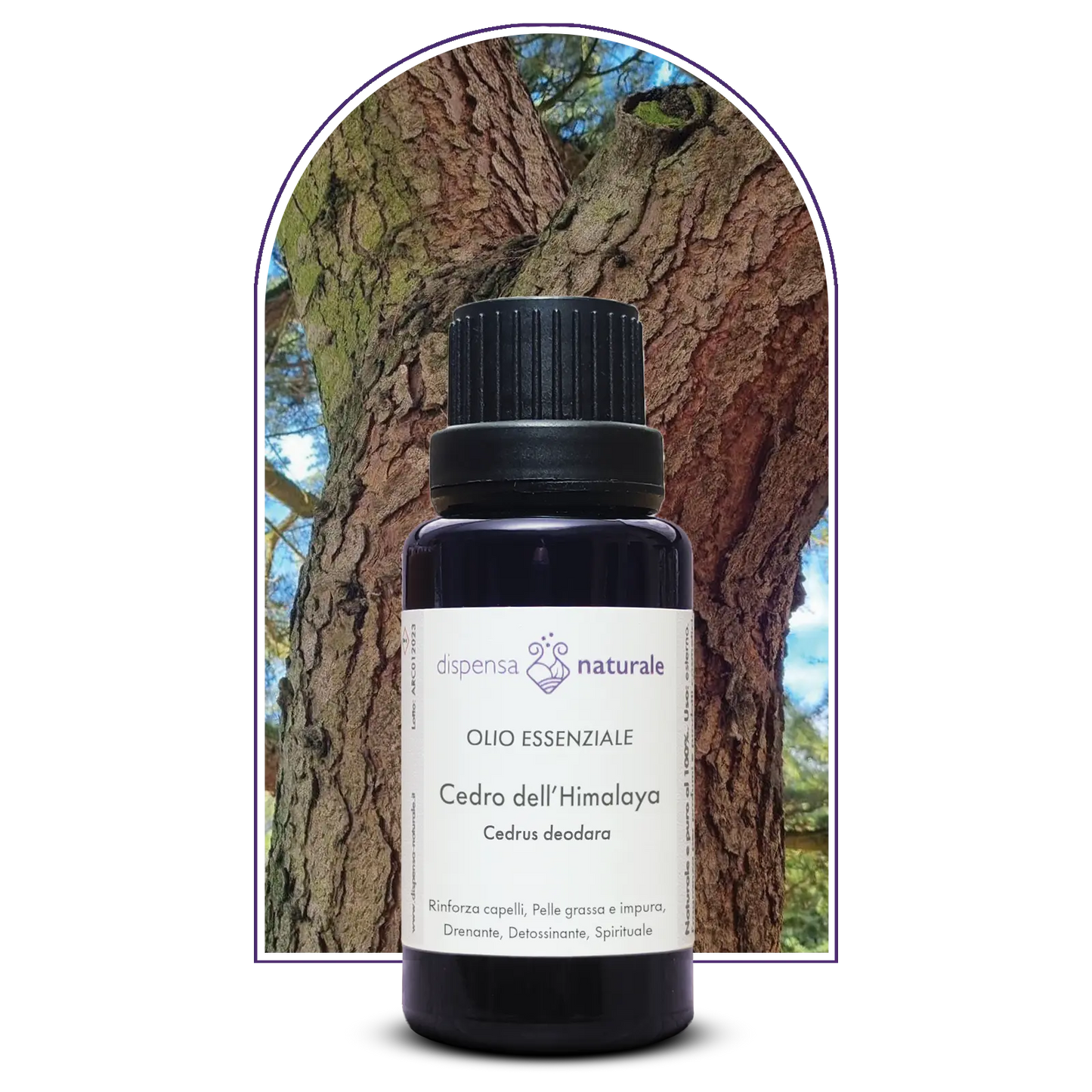 Olio Essenziale di Cedro dell'Himalaya, artigianale, da raccolta spontanea