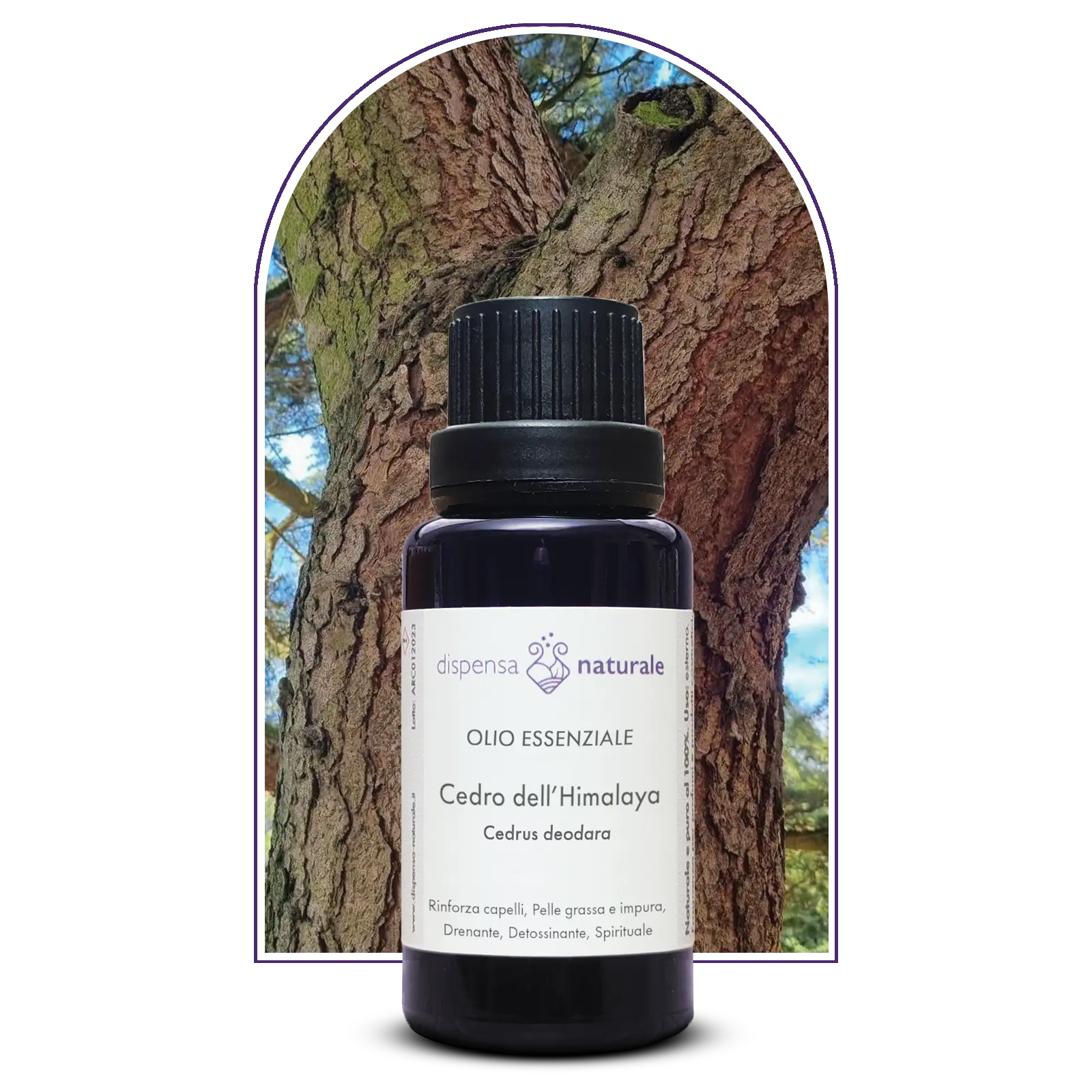 Olio Essenziale di Cedro dell'Himalaya, artigianale, da raccolta spontanea