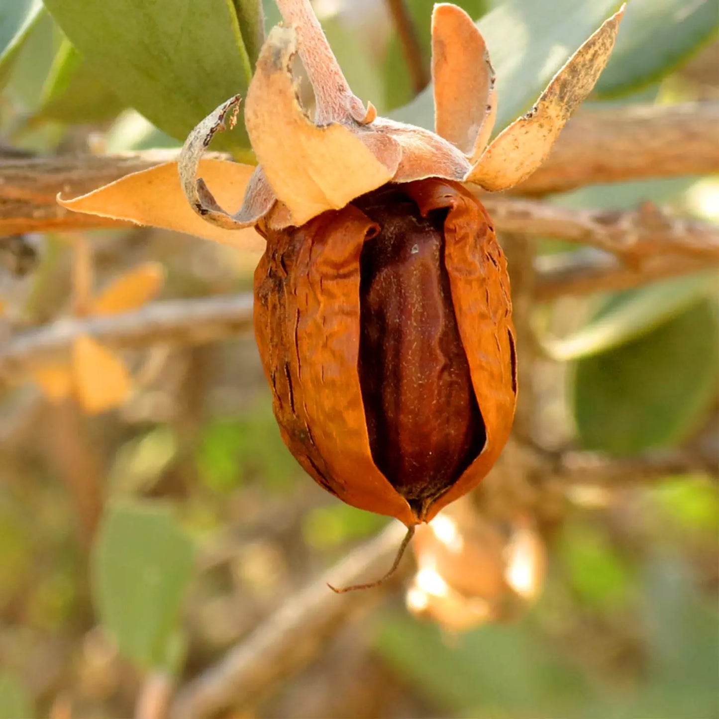 Olio di Jojoba biodinamico, Argentina