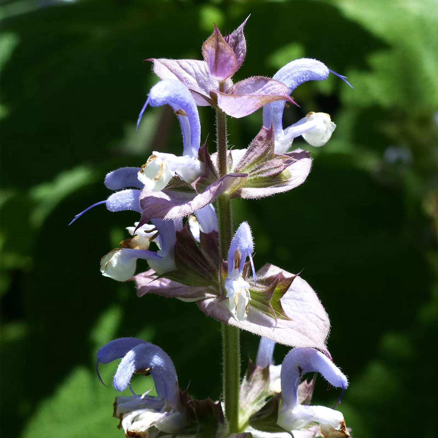 Olio Essenziale di Salvia Sclarea artigianale Italiana, senza pesticidi