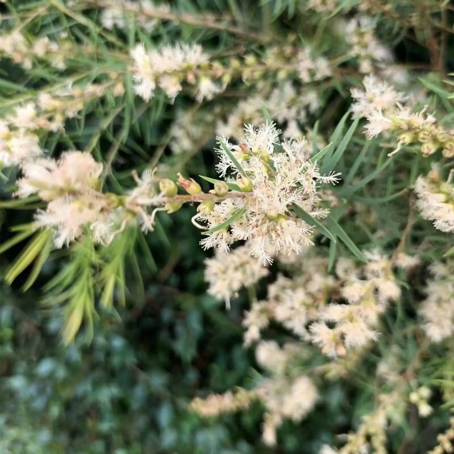 Olio Essenziale di Tea Tree biodinamico, Corsica