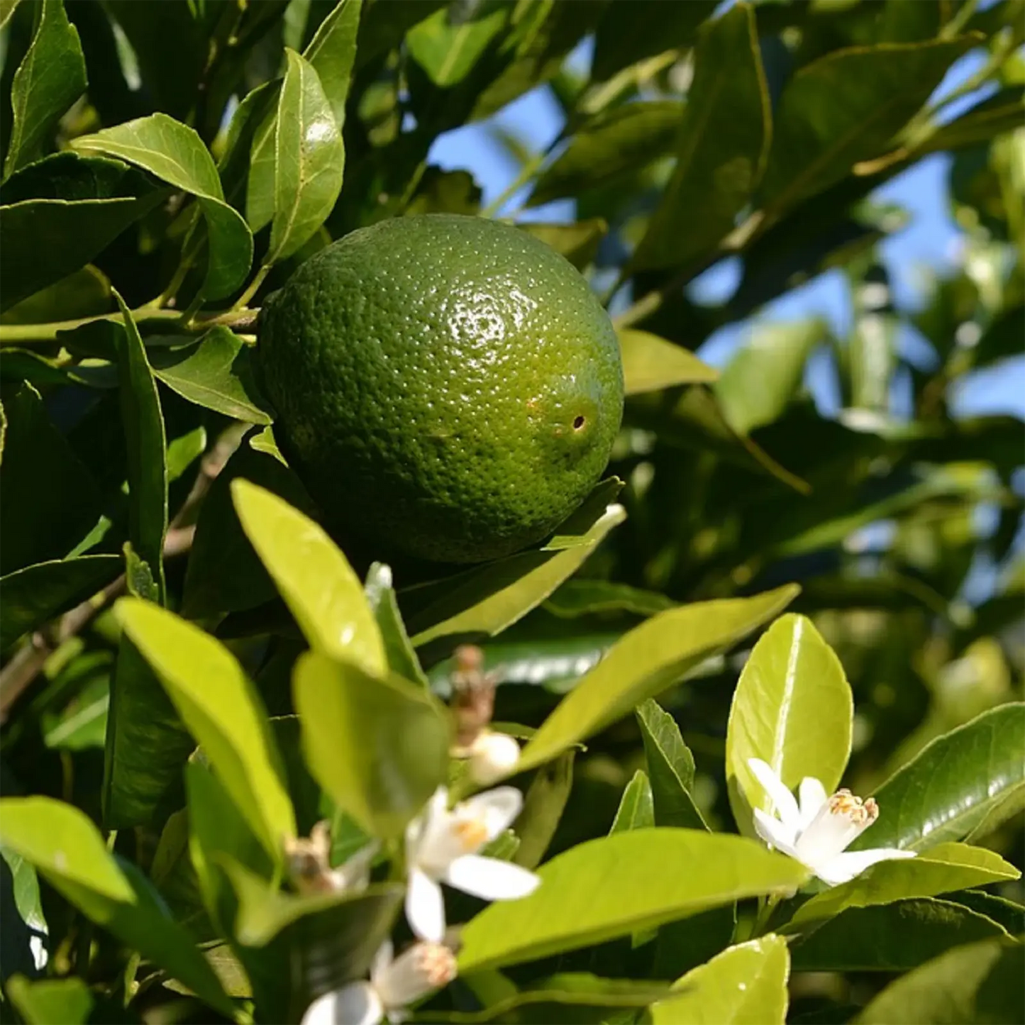 Olio Essenziale di Bergamotto Calabrese varietà "Fantastico", artigianale e senza pesticidi