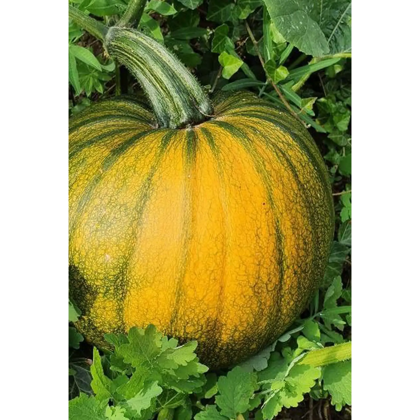 Olio di Zucca, artigianale e senza pesticidi, Austria