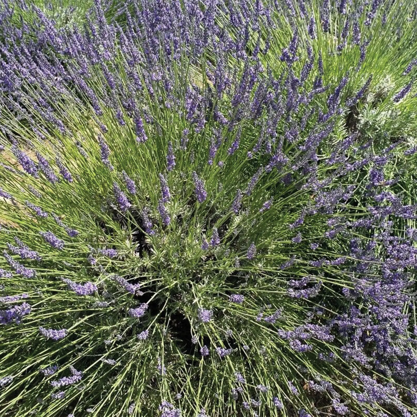 Olio Essenziale di Lavandino Abrialis, senza pesticidi, Toscana