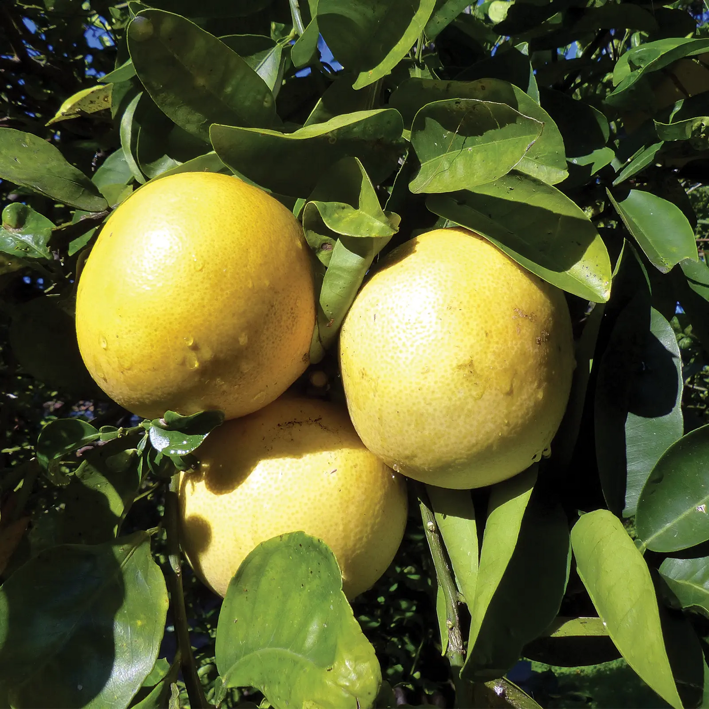 Olio Essenziale di Pompelmo, artigianale e senza pesticidi, Sicilia