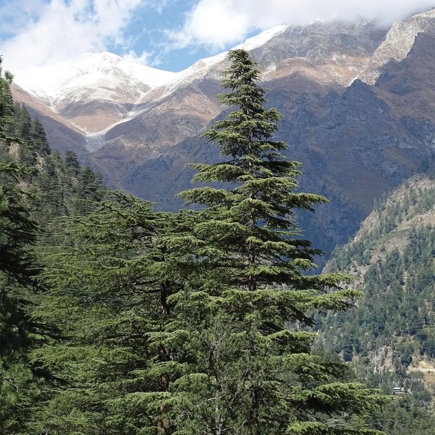 Olio Essenziale di Cedro dell'Himalaya, artigianale, da raccolta spontanea