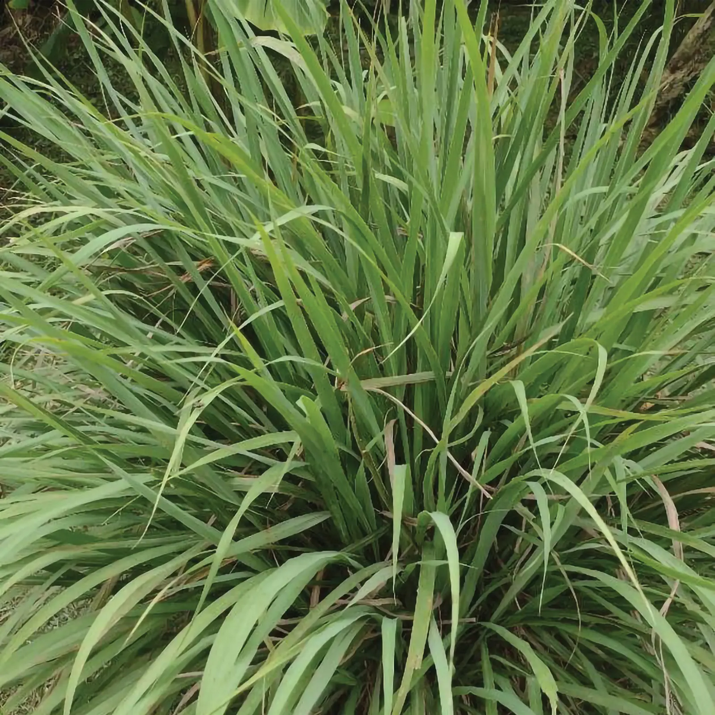 Olio Essenziale di Citronella, artigianale e senza pesticidi, India