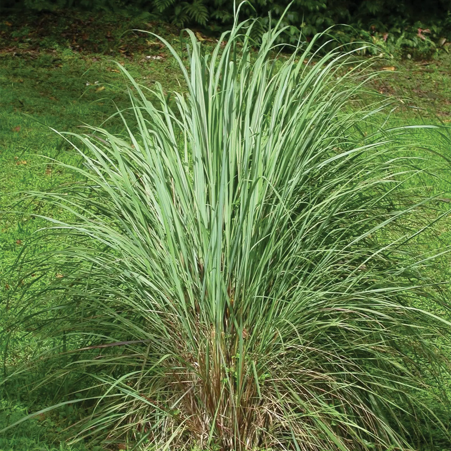 Olio Essenziale di Lemongrass, artigianale e senza pesticidi, Himalaya
