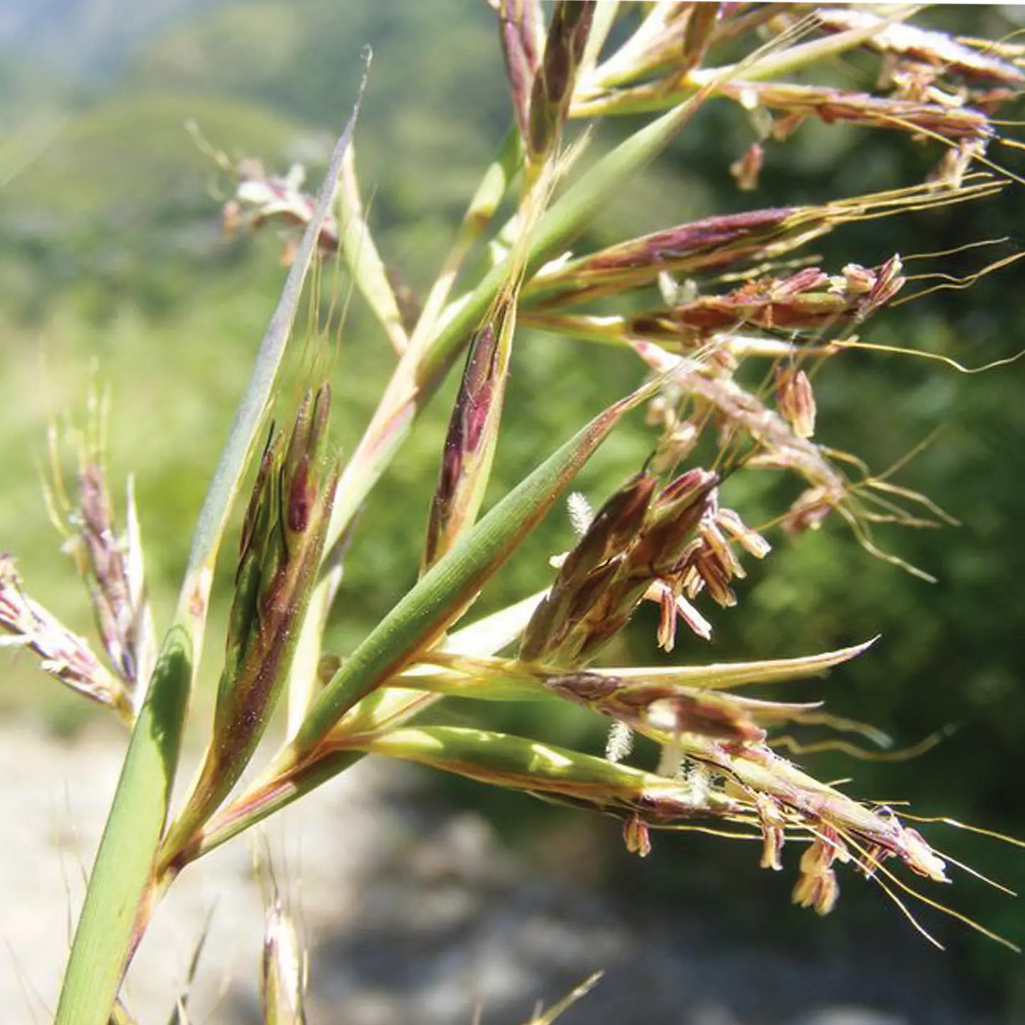 Olio Essenziale di Palmarosa, artigianale e senza pesticidi, India