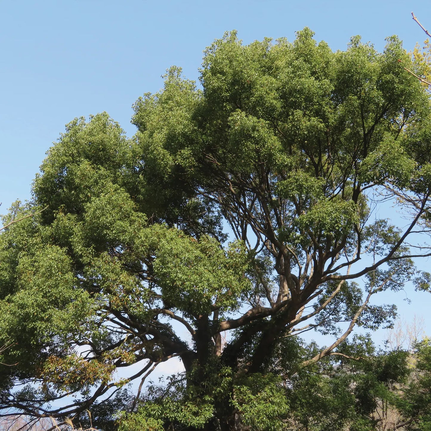 Olio Essenziale di Ravintsara indiana, artigianale e senza pesticidi