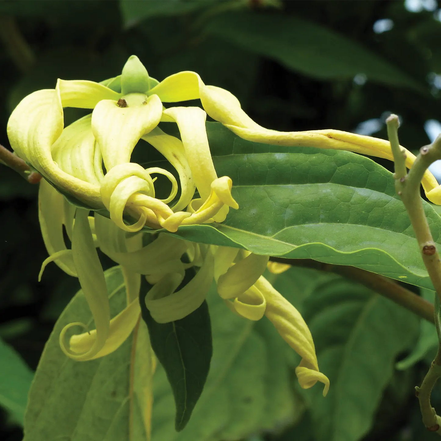 Olio Essenziale di Ylang-ylang Completo, artigianale e senza pesticidi, Madagascar