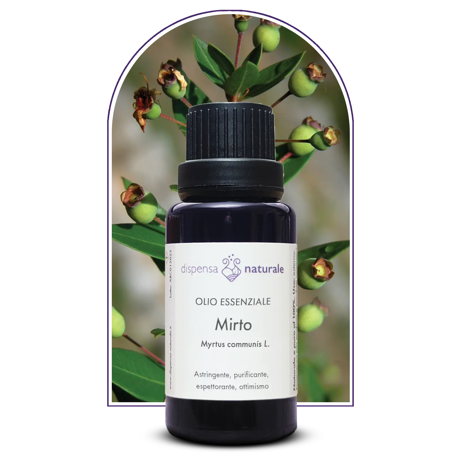 Olio Essenziale di Mirto da raccolta spontanea, Corsica