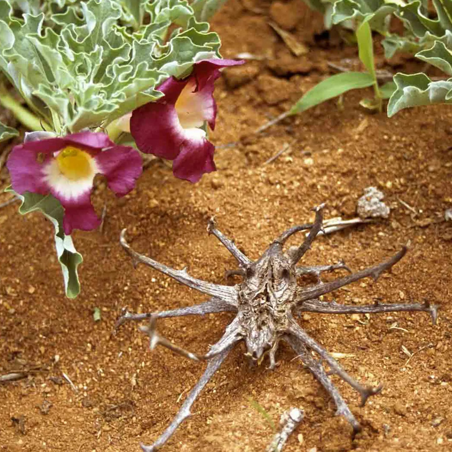 Tintura Madre di Artiglio del Diavolo senza pesticidi in Alcool, Sud Africa