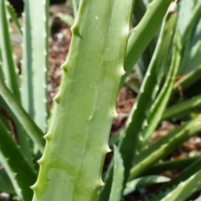 Gel di Aloe Vera al 99.2%