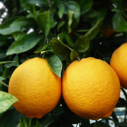 Olio Essenziale di Arancio Rosso Dolce Siciliano, senza pesticidi