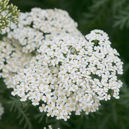 Estratto Glicerico di Achillea italiana senza pesticidi, in Glicerina vegetale