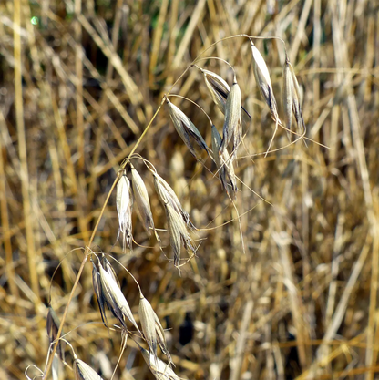 Estratto Glicerico di Avena italiana senza pesticidi, in Glicerina vegetale