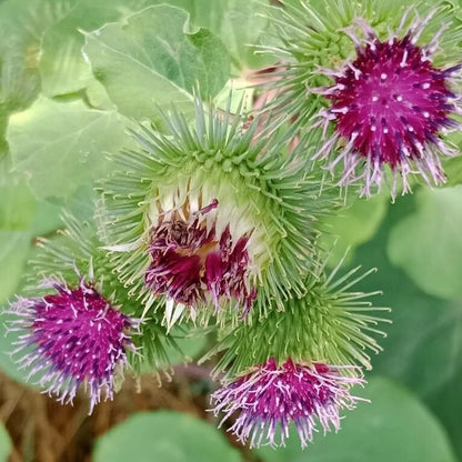 Estratto Glicerico di Bardana italiana senza pesticidi, in Glicerina vegetale