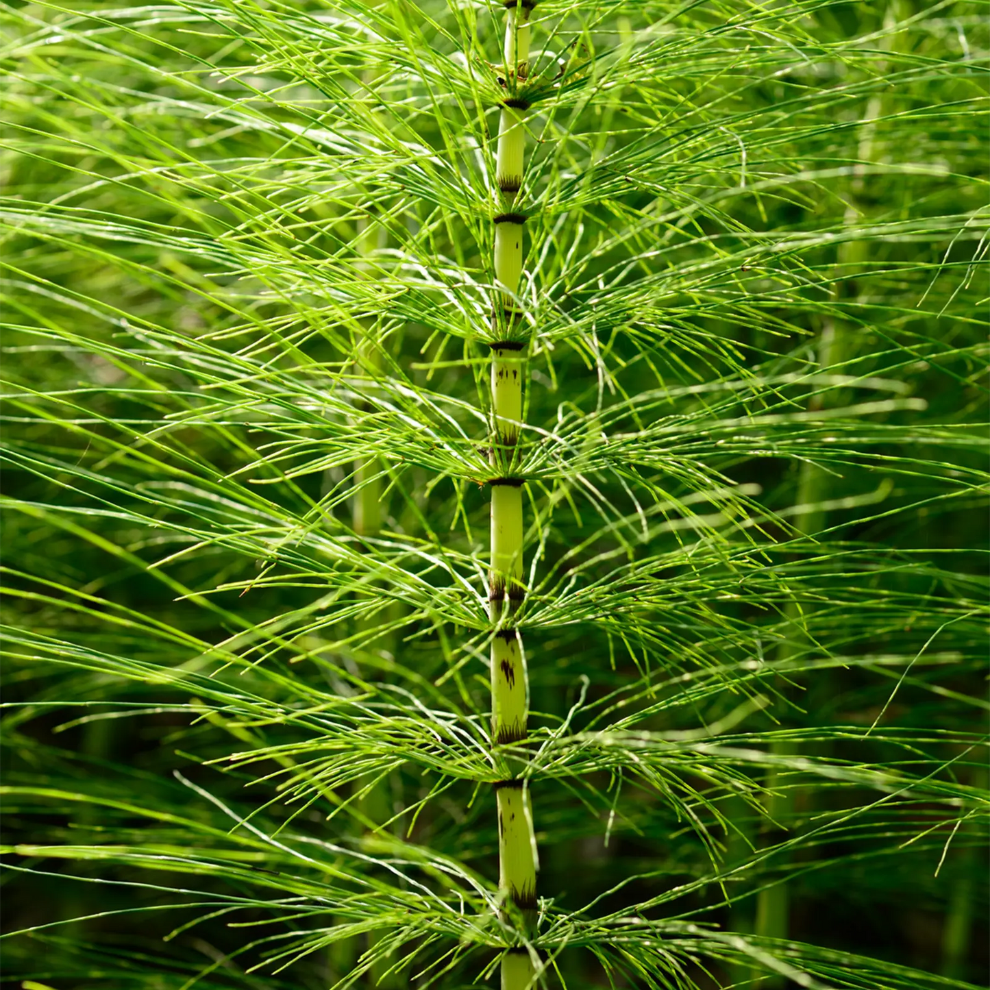 Estratto Glicerico di Equiseto senza pesticidi, in Glicerina vegetale, Bosnia