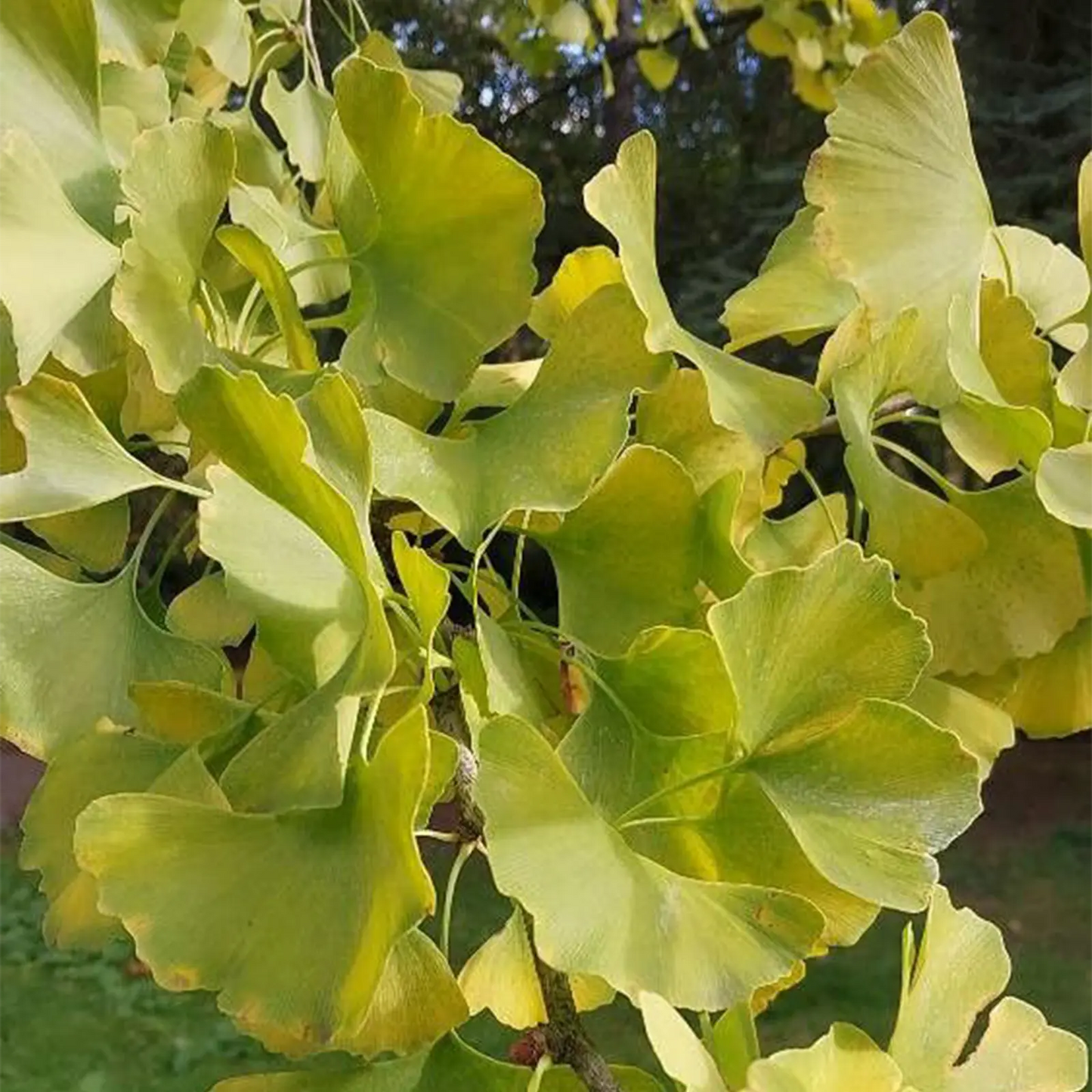 Estratto Glicerico di Ginkgo Biloba italiano senza pesticidi, in Glicerina vegetale