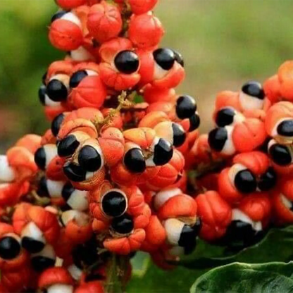 Estratto Glicerico di Guaranà senza pesticidi, in Glicerina vegetale, Brasile