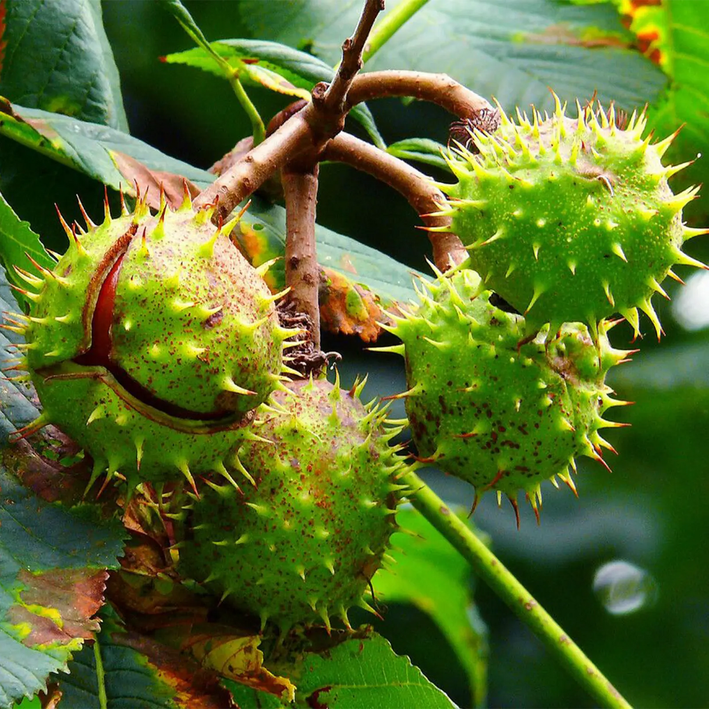 Estratto Glicerico di Ippocastano italiano senza pesticidi, in Glicerina vegetale