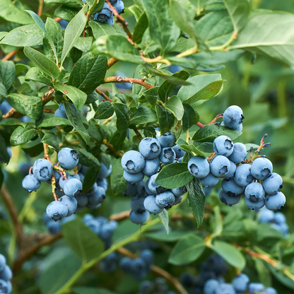 Estratto Glicerico di Mirtillo Nero italiano senza pesticidi, in Glicerina vegetale