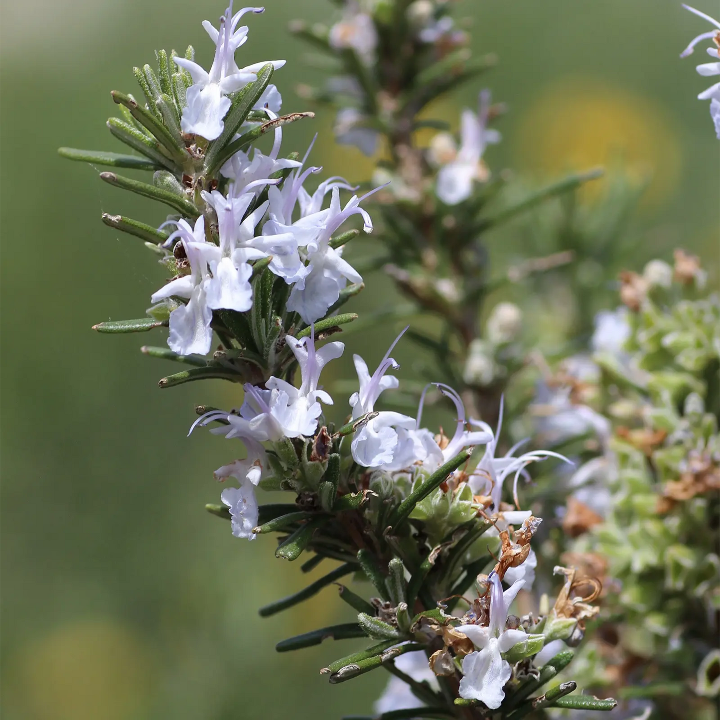 Estratto Glicerico di Rosmarino italiano senza pesticidi, in Glicerina vegetale