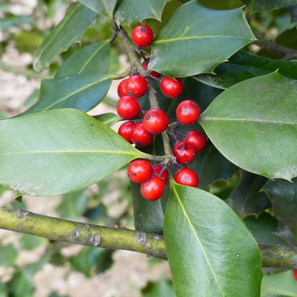 Estratto Glicerico di Rusco senza pesticidi, in Glicerina vegetale, Croazia