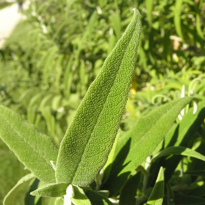 Estratto Glicerico di Salvia senza pesticidi, in Glicerina vegetale, Bosnia