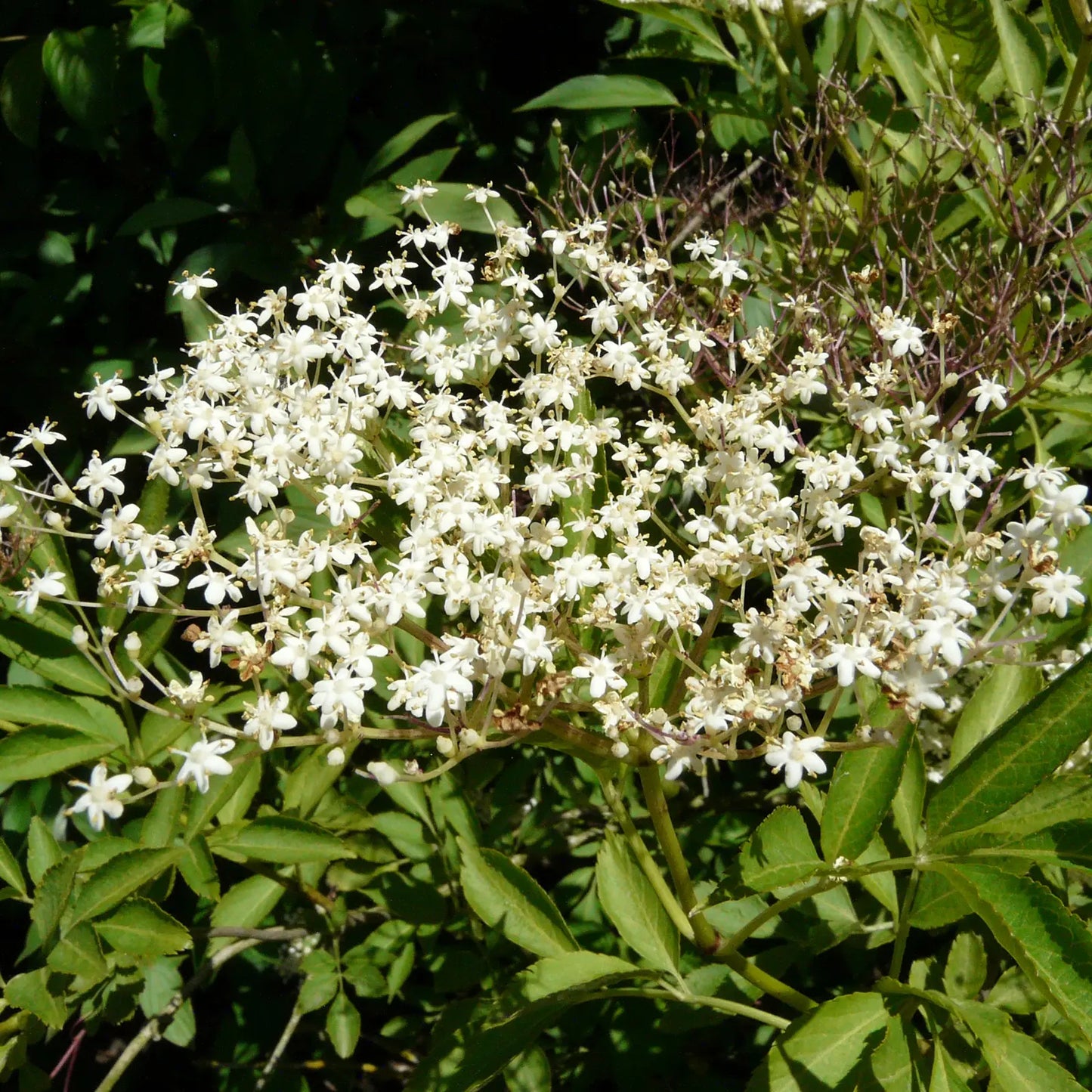 Estratto Glicerico di Sambuco senza pesticidi, in Glicerina vegetale, Croazia