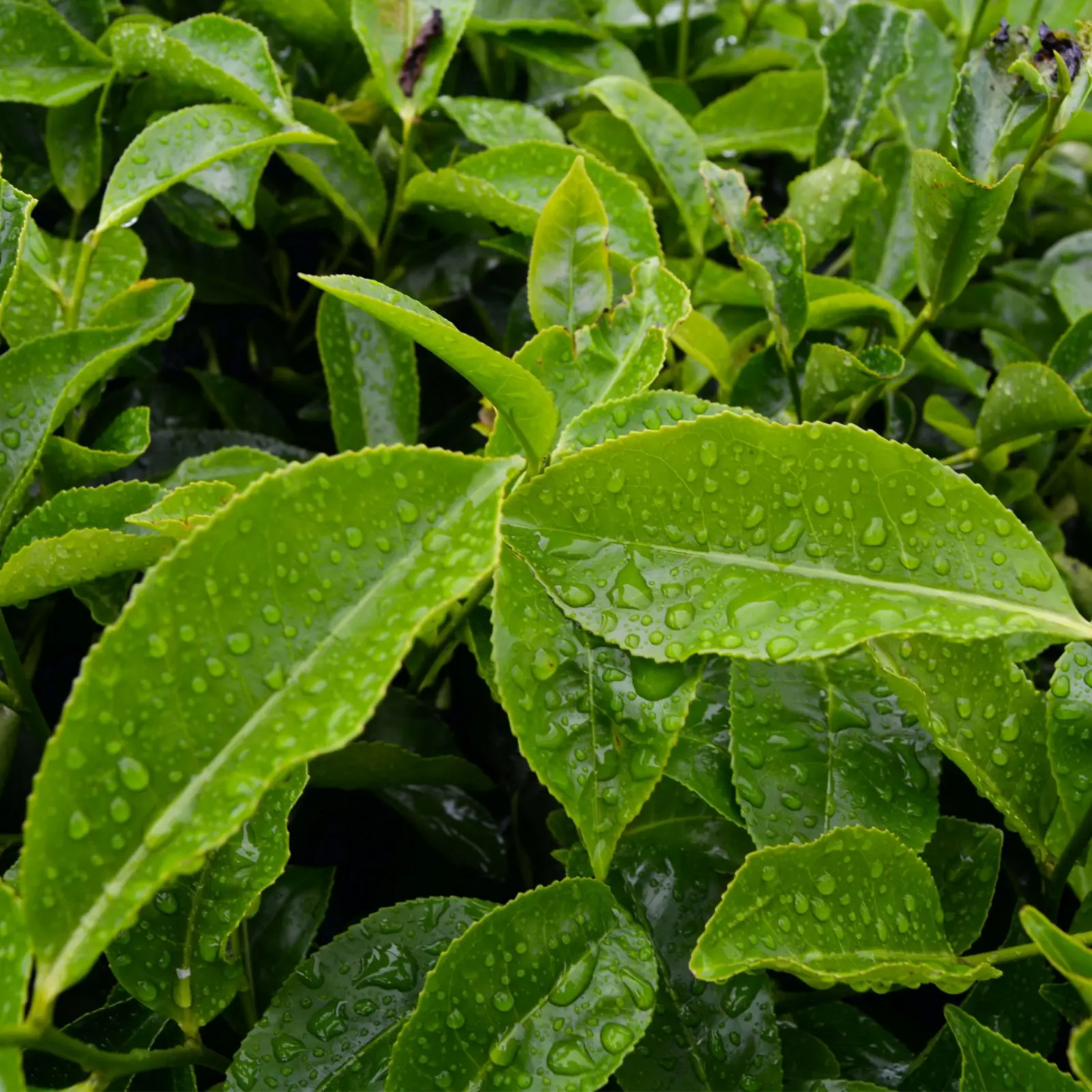 Estratto Glicerico di The Verde senza pesticidi, in Glicerina vegetale, Cina