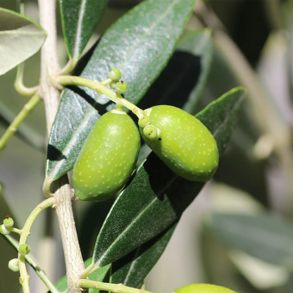 Glicerina Vegetale 99,5% da olio di Oliva, Italiana