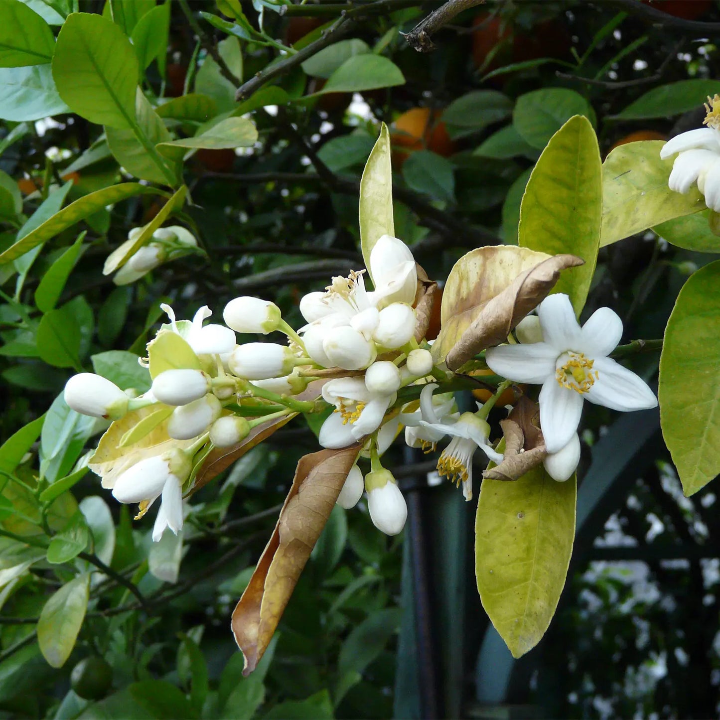 Idrolato di Fiori d'arancio Freschissimi Italiani (Neroli), senza pesticidi e conservanti