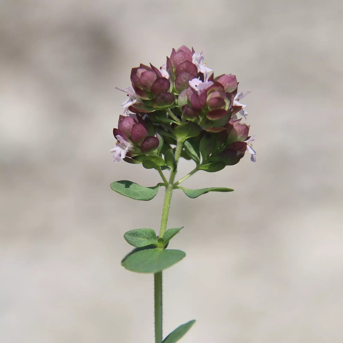 Idrolato di Origano italiano, senza pesticidi e conservanti