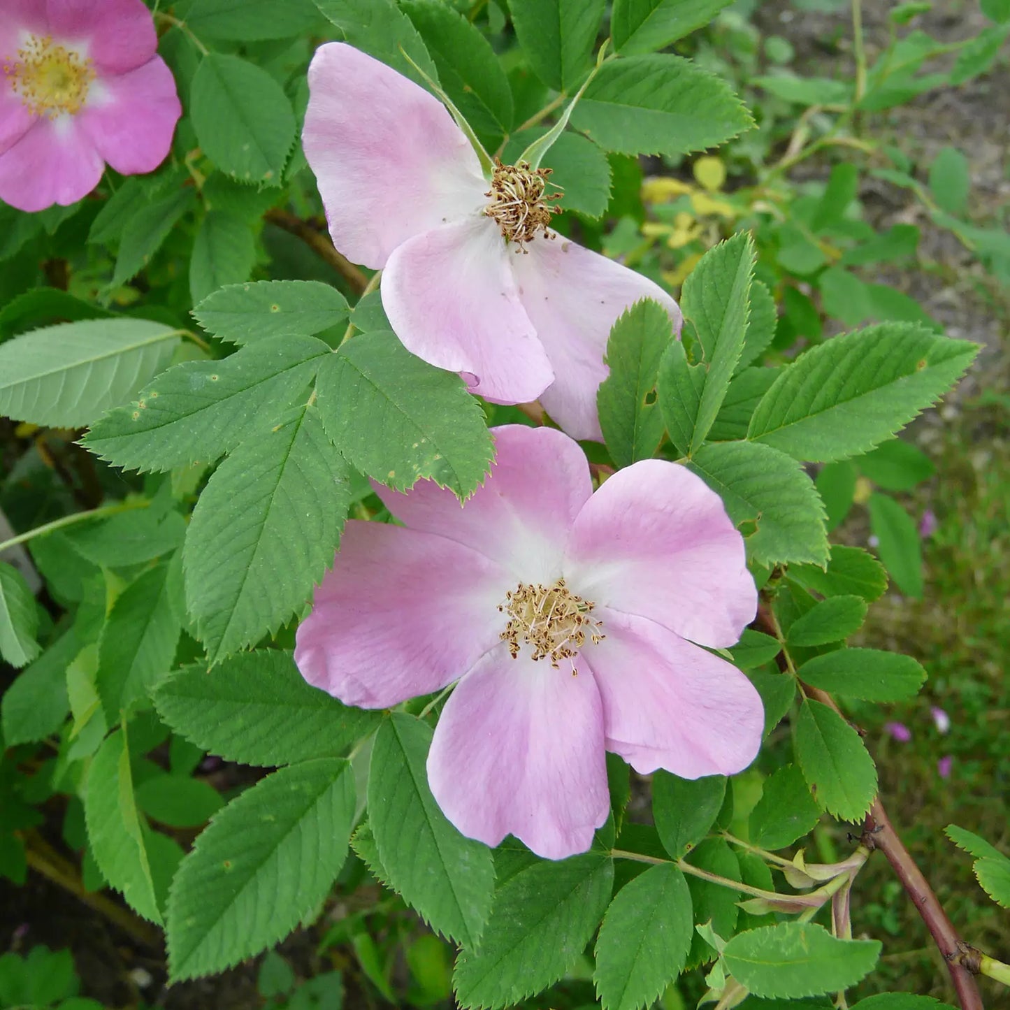 Idrolato di Rosa Damascena italiana da petali freschi, senza pesticidi