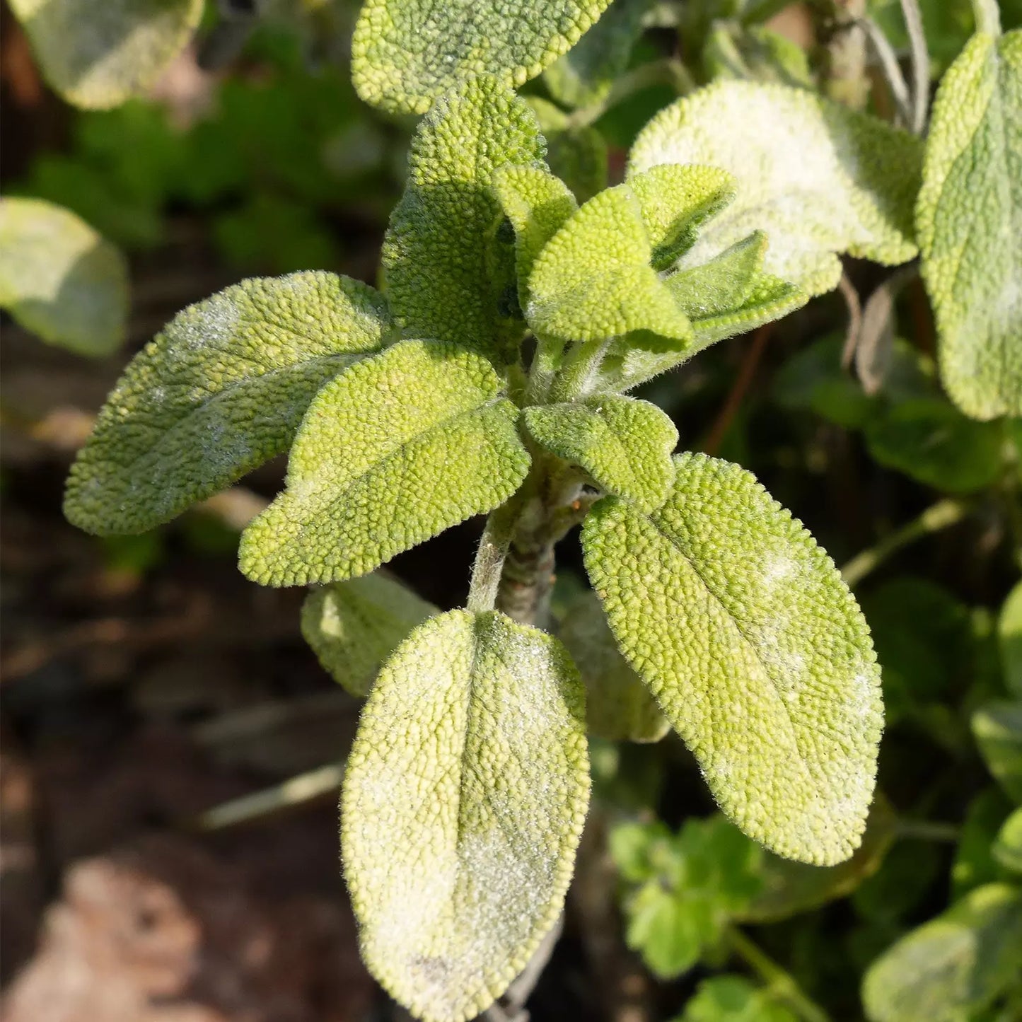 Idrolato di Salvia Officinale italiana, senza pesticidi