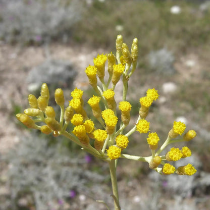 Idrolato di Elicriso italiano, senza pesticidi e conservanti