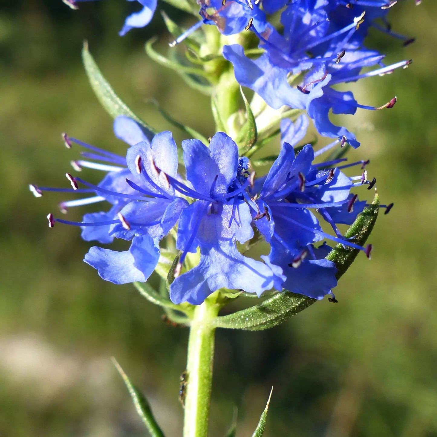 Fiore di issopo